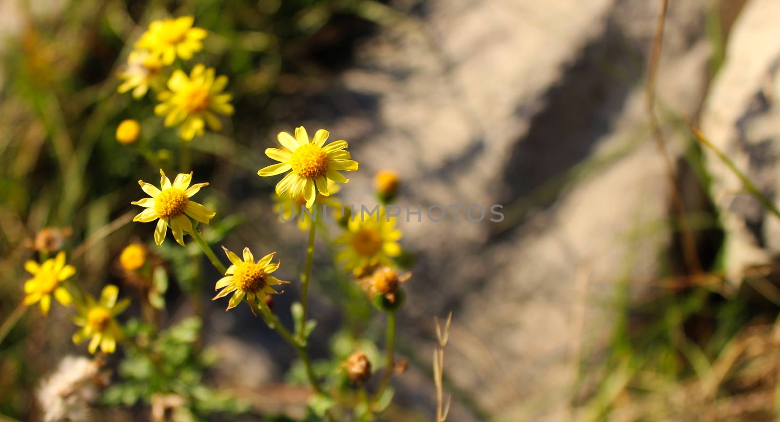 Banner of beautiful yellow flowers from the family Asteraceae. On the mountain Bjelasnica, Bosnia and Herzegovina.