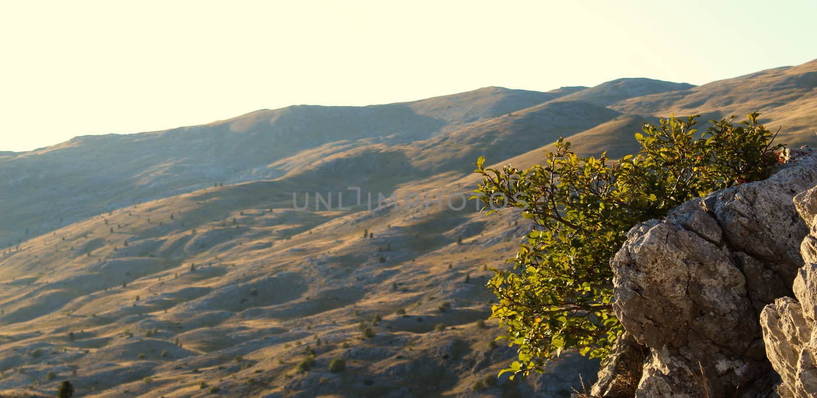 Banner. Stone and tree with leaves, blurred background, uneven terrain of Bjelasnica mountain. by mahirrov