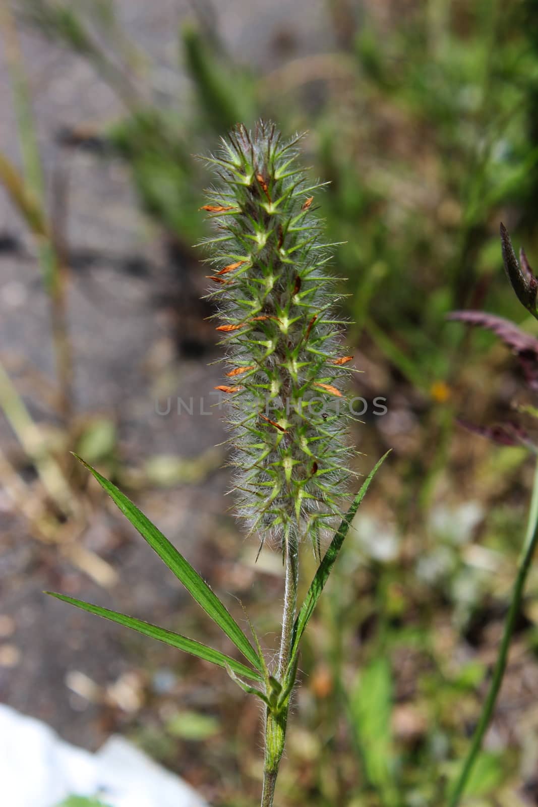 Close up of weed with thorns. Probably the Poaceae family. Beja, Portugal.