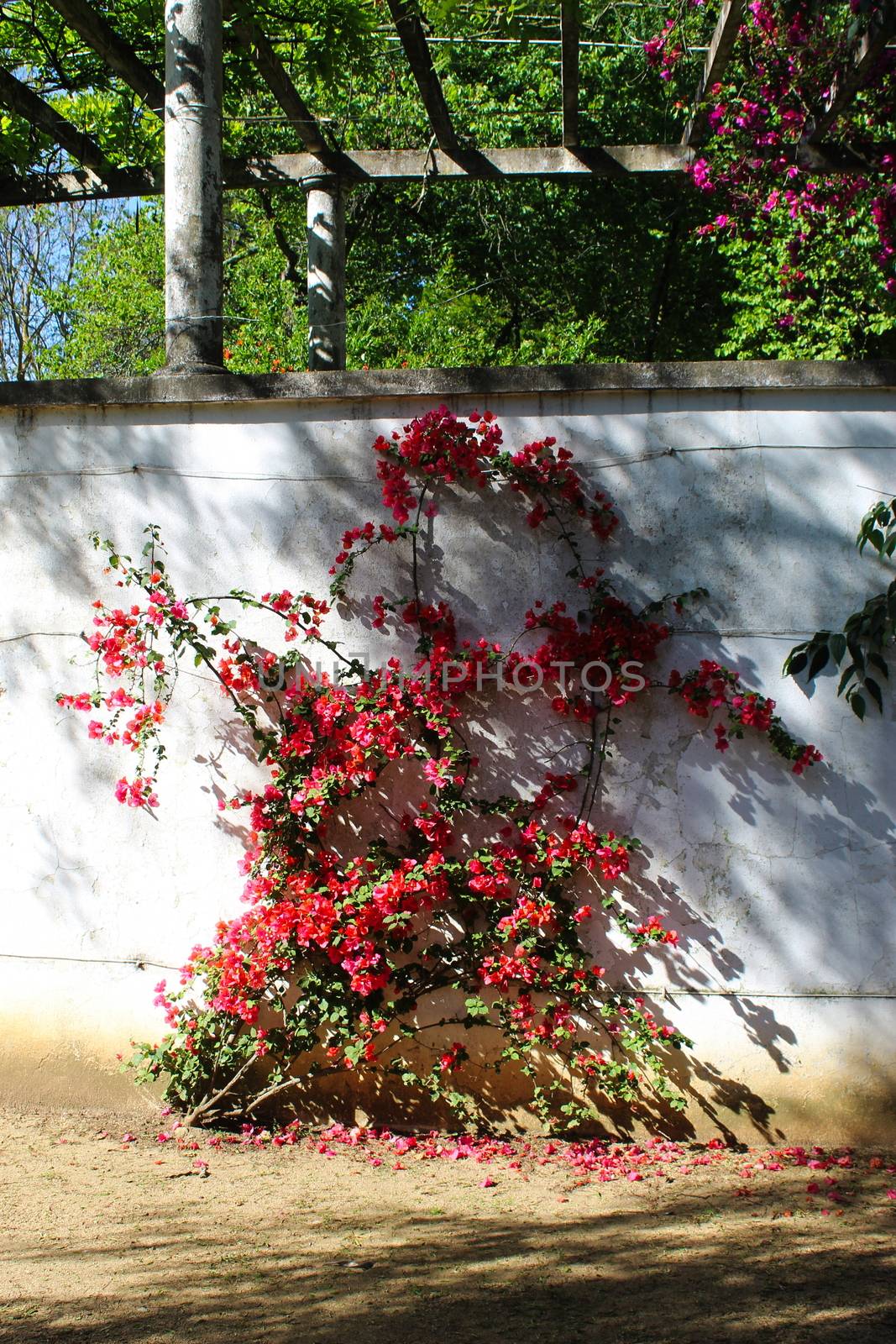Great bougainvillea blossomed along the white wall. Bougainvillea spectabilis. by mahirrov