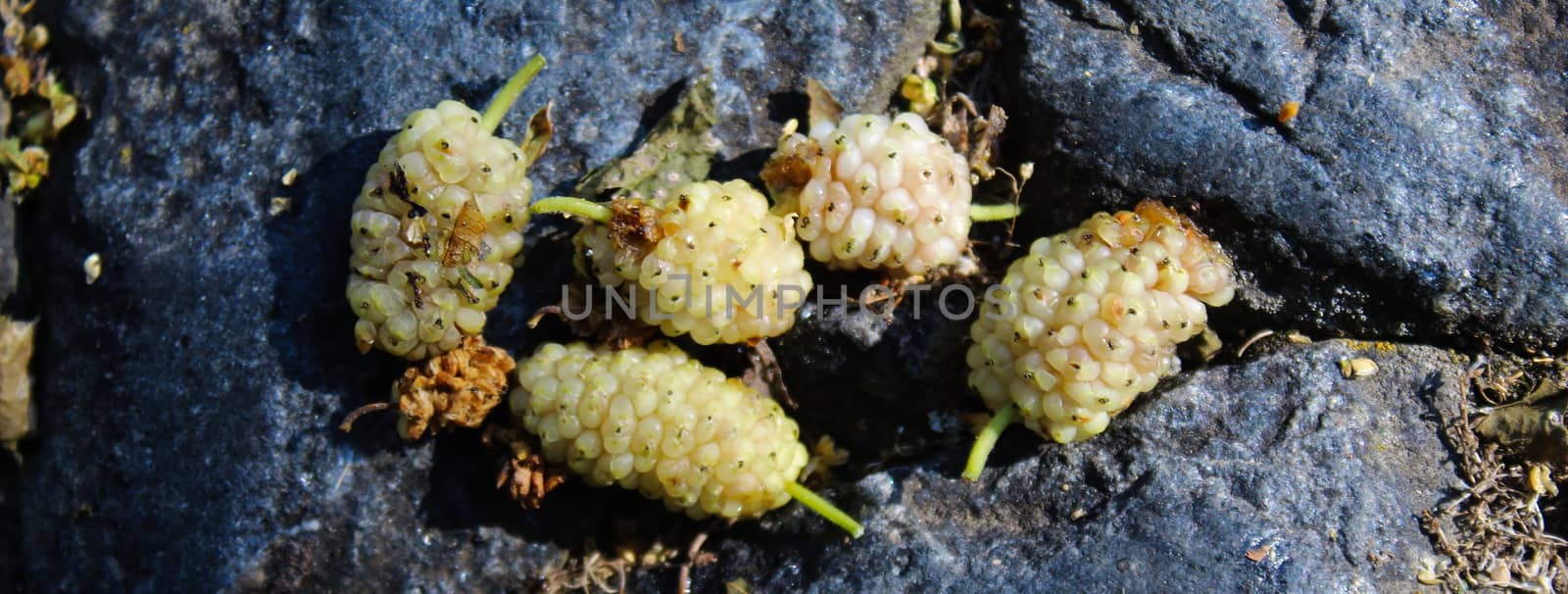A banner of five white mulberry fruits against a dark blue stone background. Morus alba, white mulberry. Beja, Portugal.