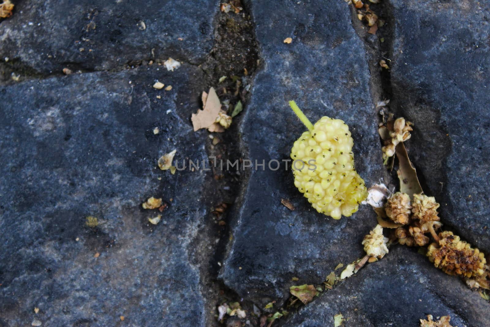 The fruit of a green white mulberry on a dark blue stone background. Morus alba, white mulberry. Beja, Portugal.