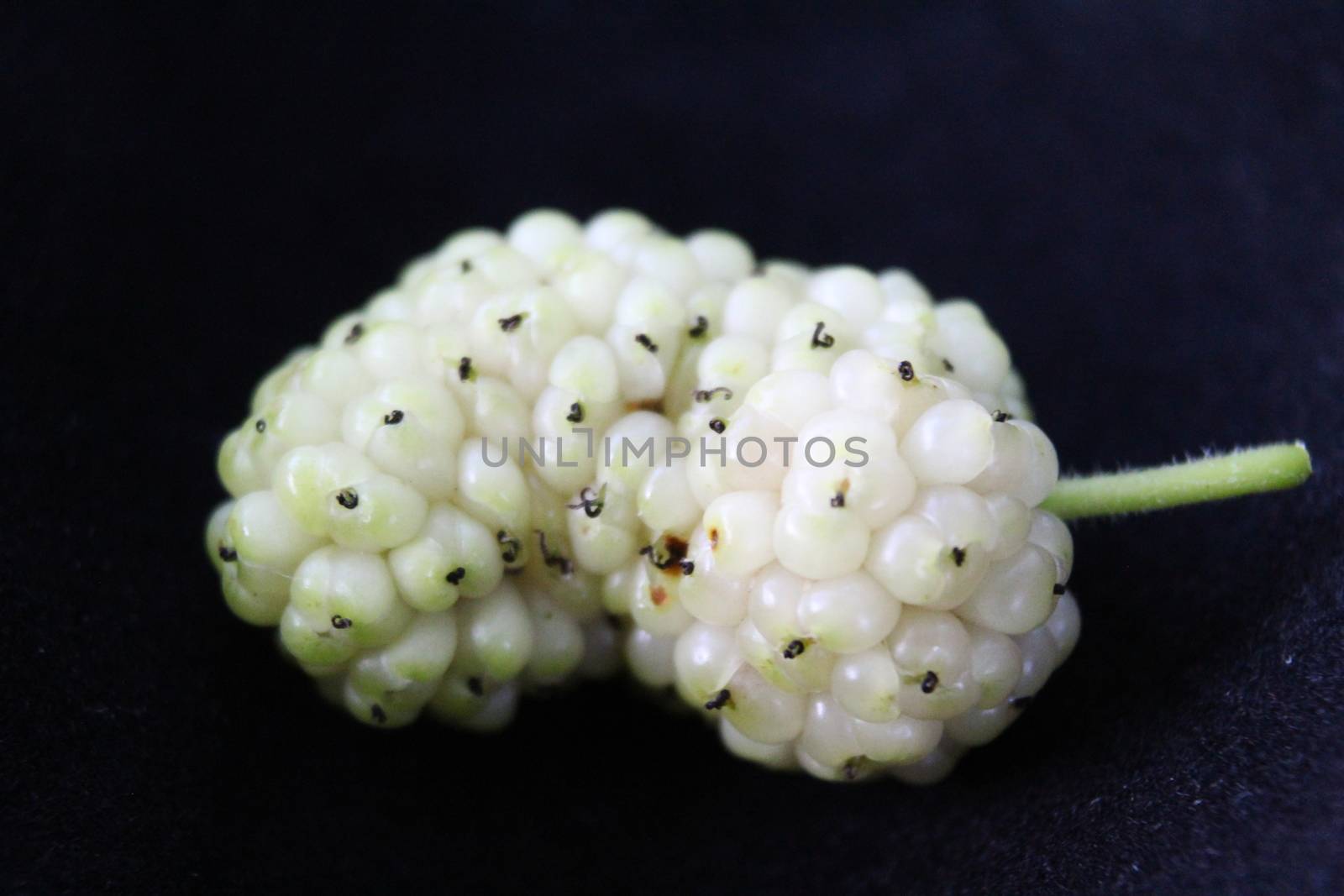 A beautiful fruit of white mulberry against a black background. Morus alba, white mulberry.