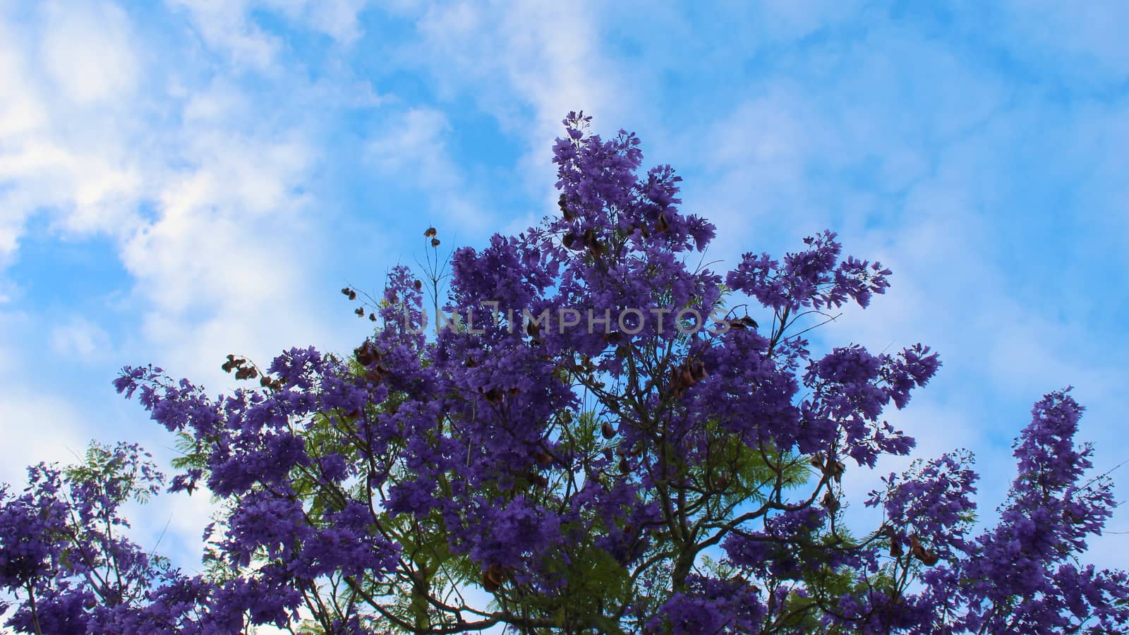 A branch of a blue jacaranda blossomed opposite the blue sky. Perfect blue composition. Beja, Portugal.