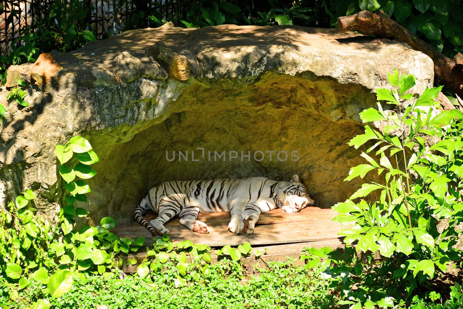 BANGKOK, TH - DEC 13: White tiger at Dusit Zoo on December 13, 2016 in Khao Din Park, Bangkok, Thailand. Dusit Zoo is the oldest zoo in Bangkok, Thailand.