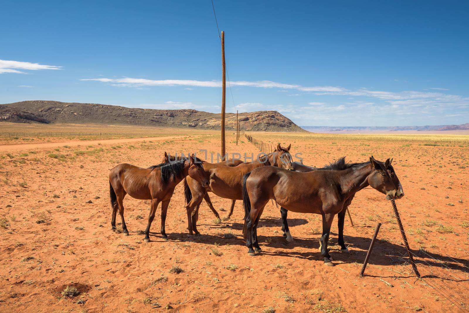 Wild horses of the Namib desert near Aus in south Namibia.