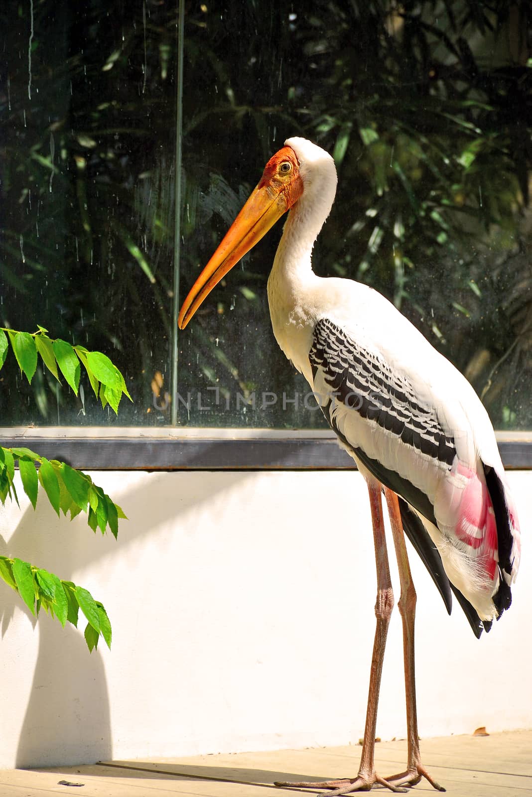 BANGKOK, TH - DEC 13: Stork at Dusit Zoo on December 13, 2016 in Khao Din Park, Bangkok, Thailand. Dusit Zoo is the oldest zoo in Bangkok, Thailand.