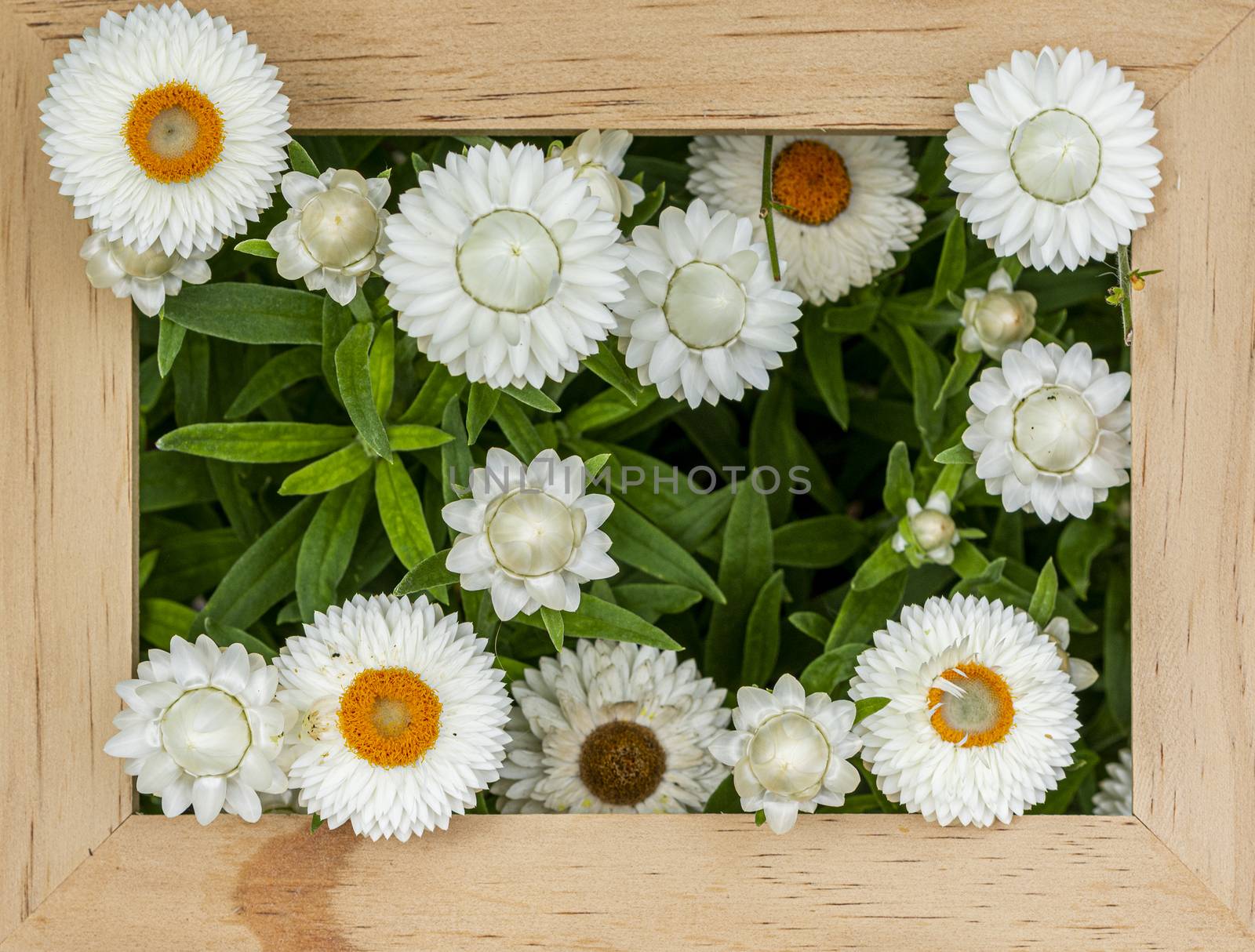 Helichrysum flowers in a wooden frame by ben44