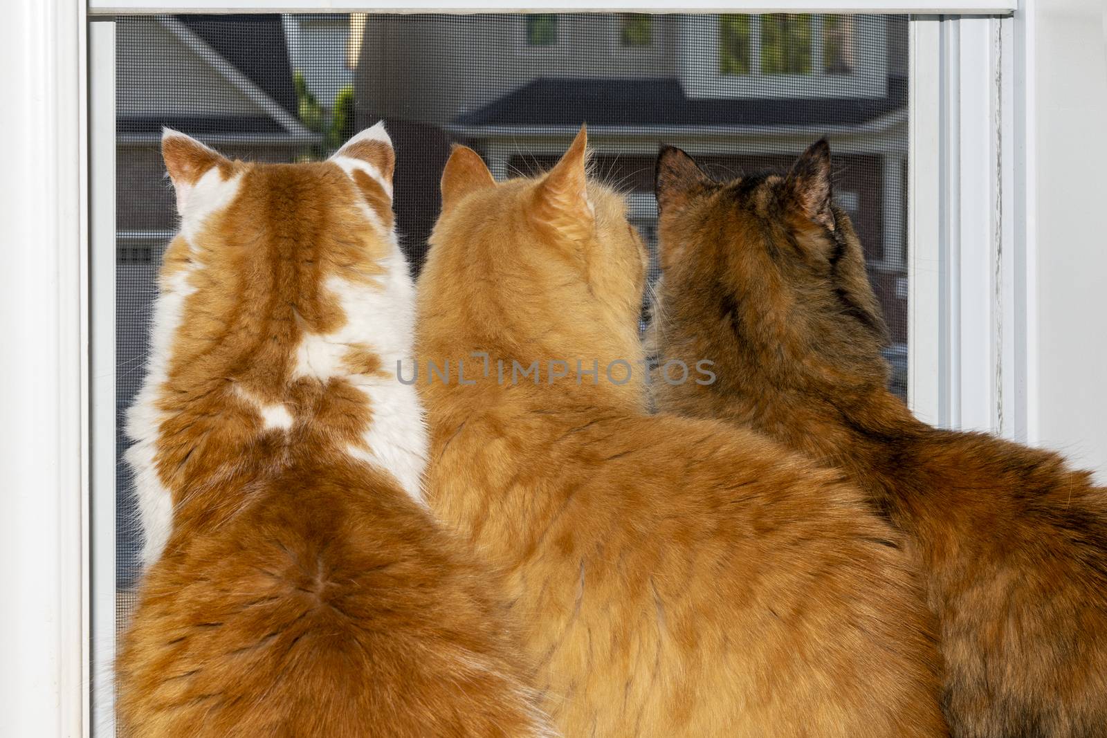 Three cats watch from the window as birds nest under the roof by ben44