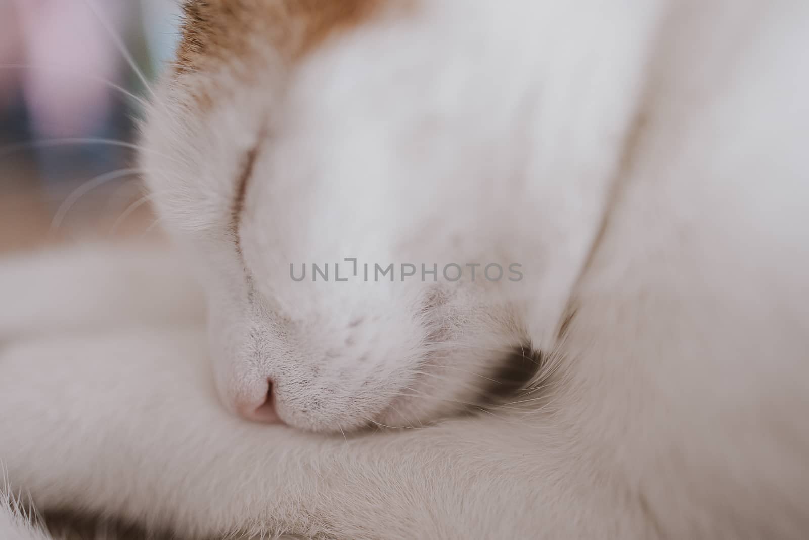 cute little white-red sleeping cat in closeup by Lukrecja