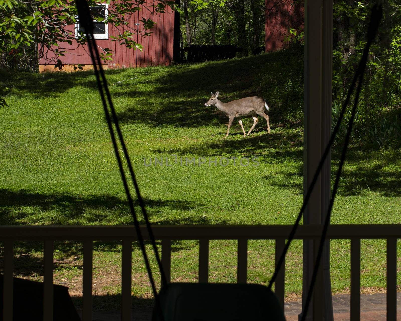 White-tailed deer emerges from the woods near a red barn into a bright spring afternoon.