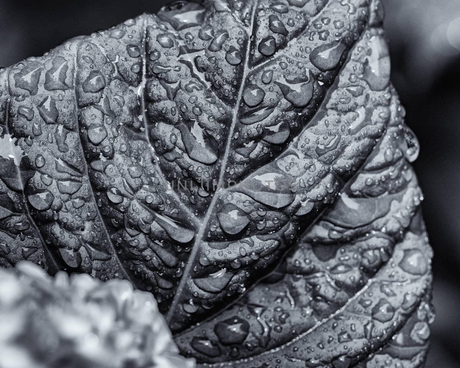 Monochrome View Of Wet Leaf by CharlieFloyd