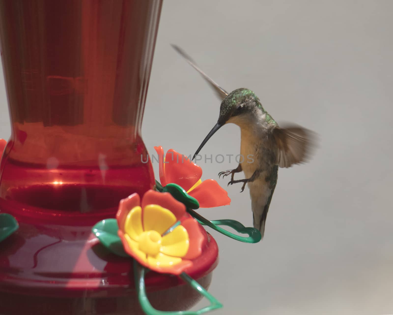 Female ruby-throated hummingbird appears to be be hovering on its tails at a feeder.