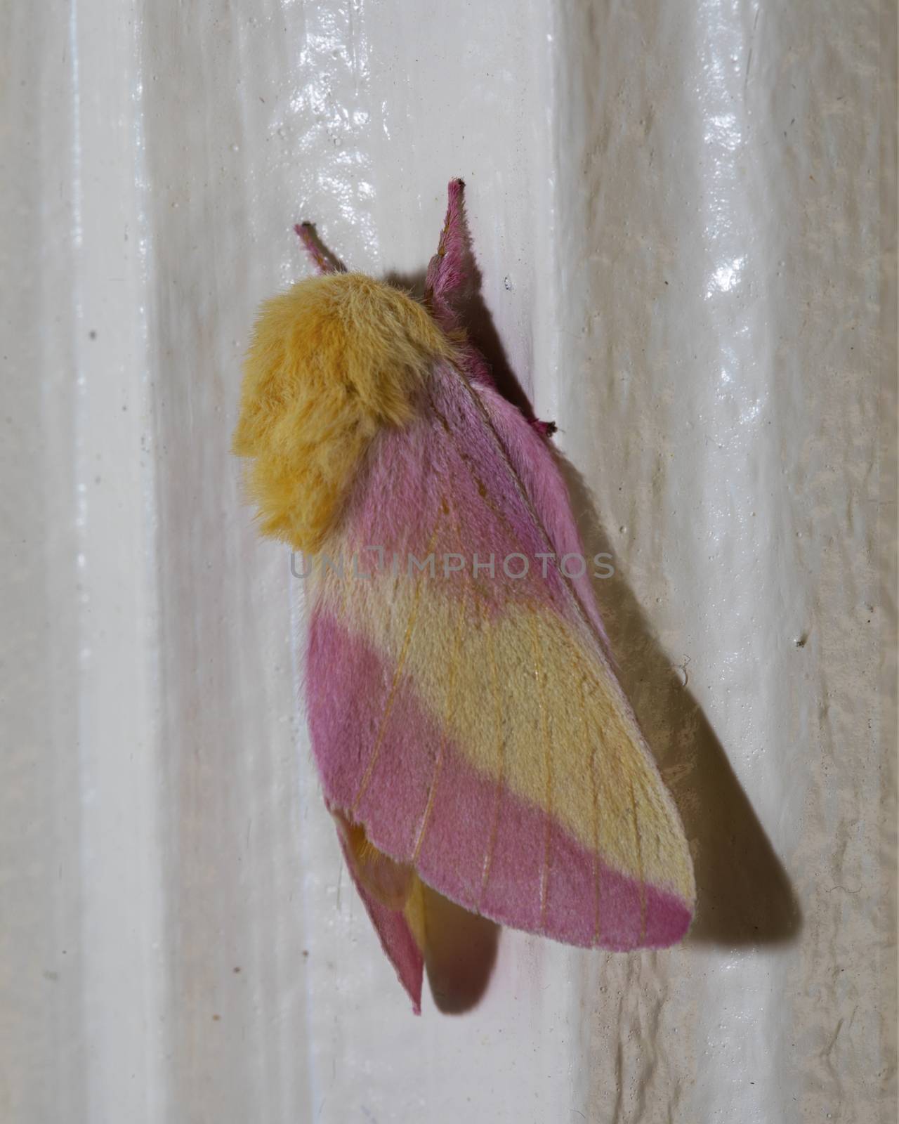 Rosy Maple Moth on Door Frame by CharlieFloyd
