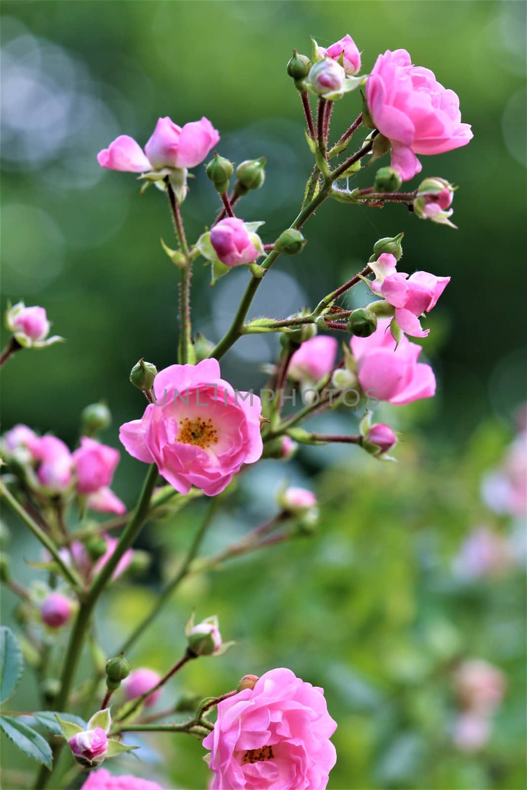 A pink shruh rose against a green background