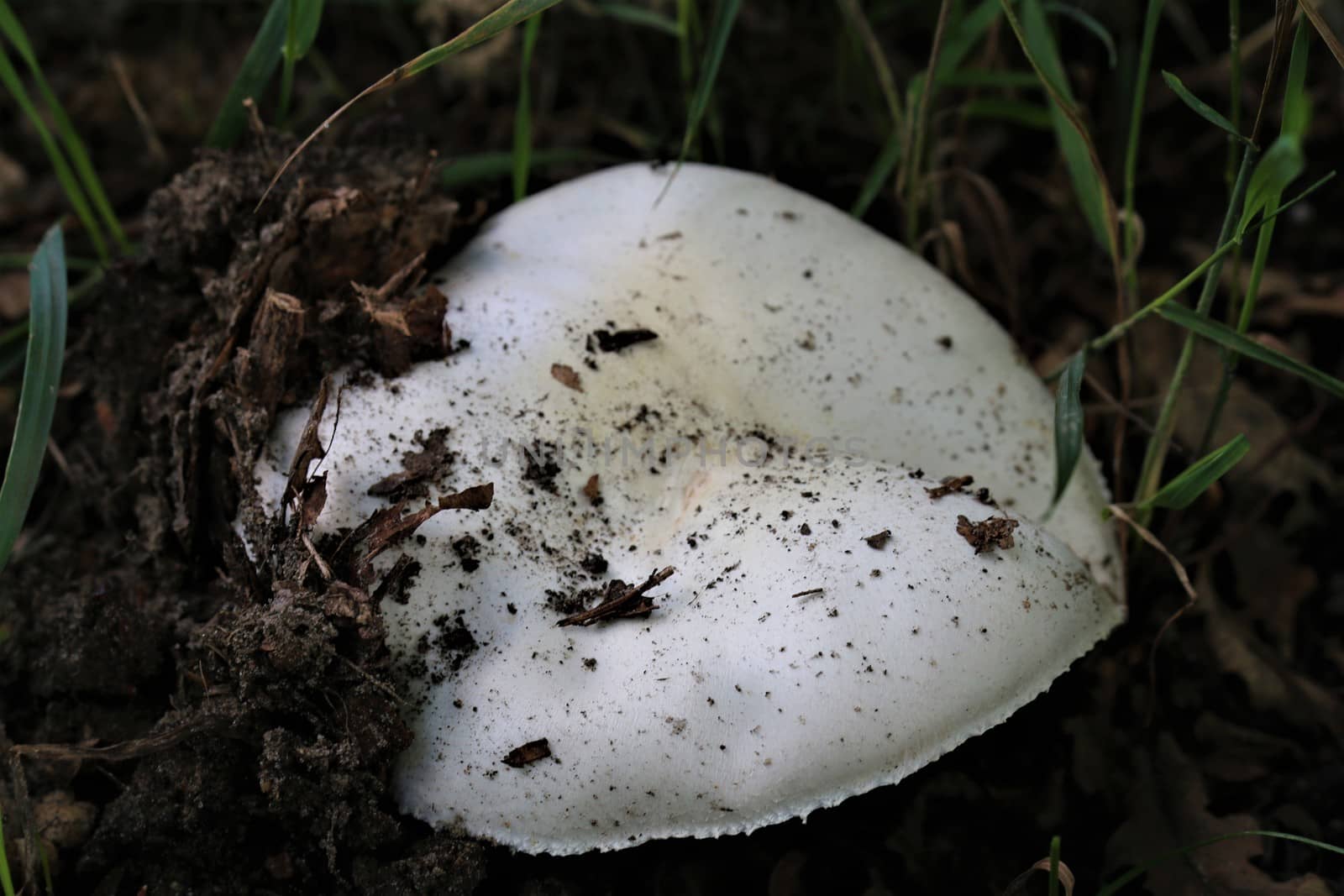 One white mushroom that just grows out of the earth