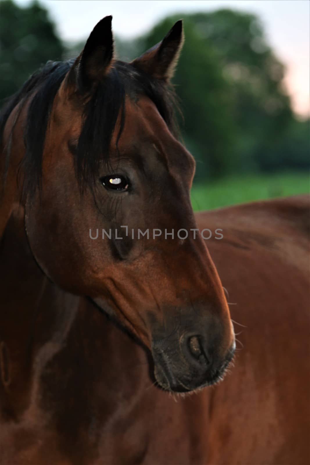 Head of a brown horse as a portrait by Luise123