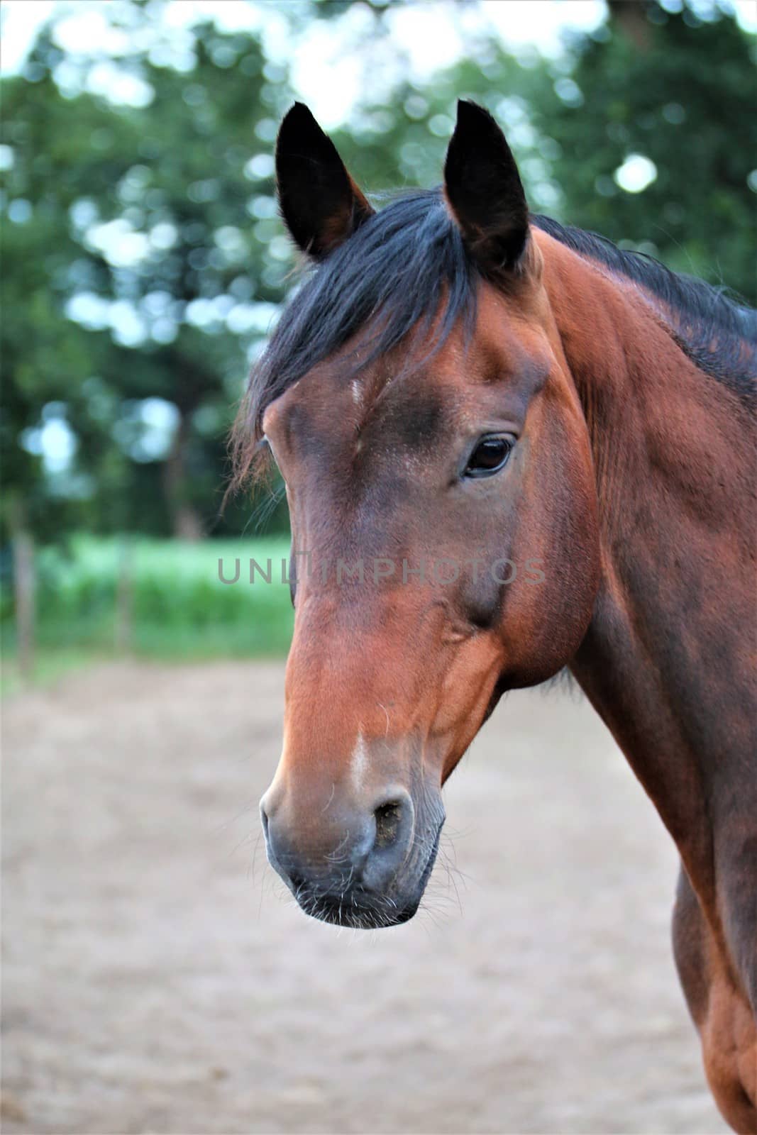 Head of a brown horse as a portrait by Luise123