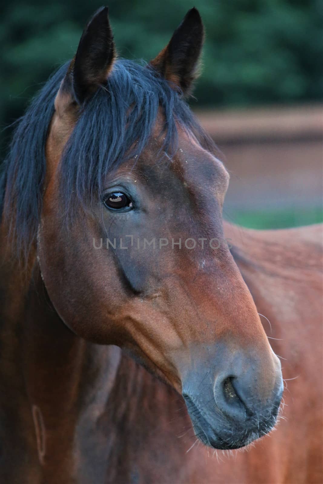 A portrait of a brown horse looking to the right sight