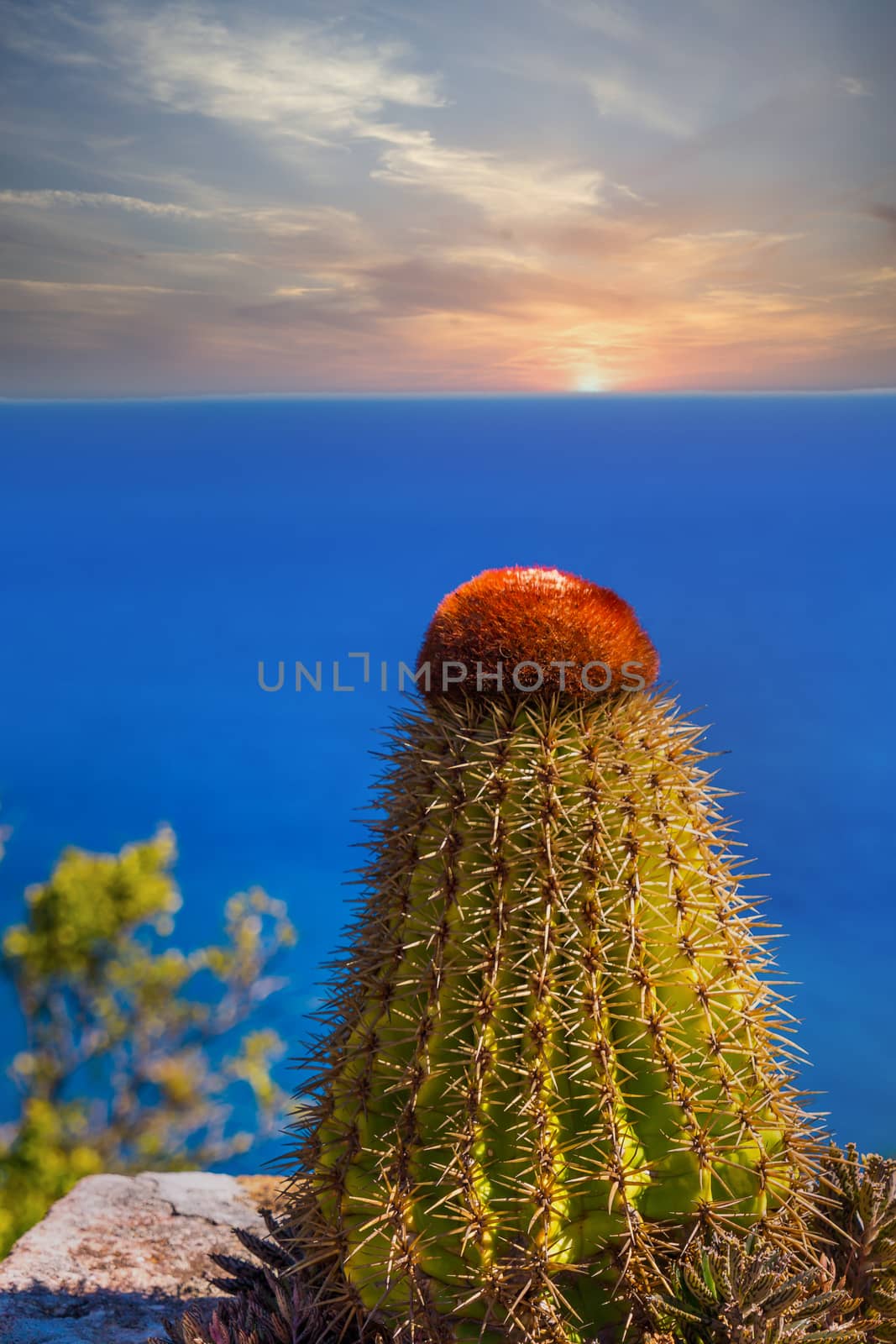 Cactus Overlooking the Sea at Sunset by dbvirago