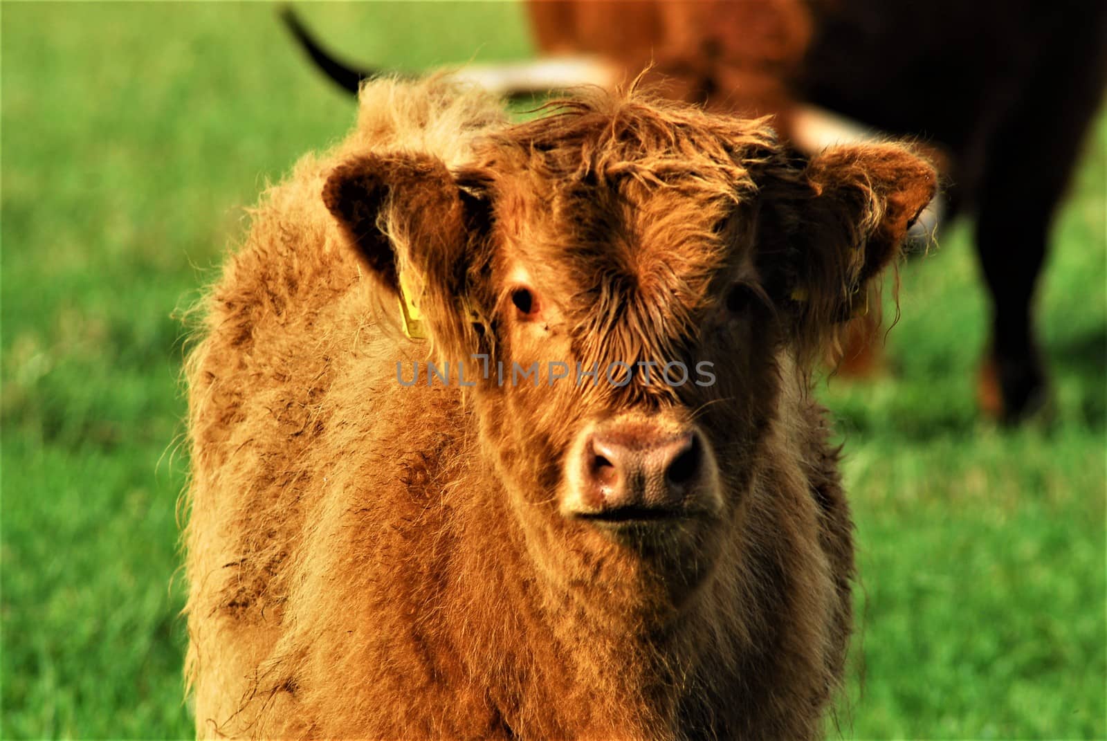 Face of a galloway calf as a portrait