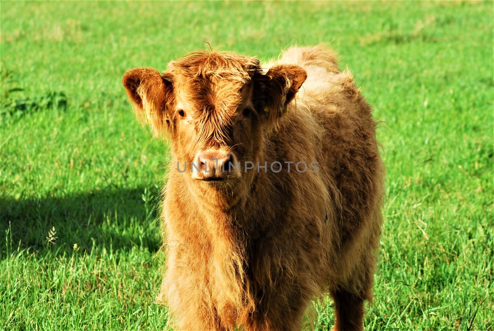 Face of a galloway calf as a portrait