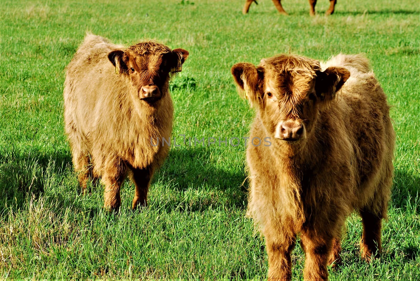 Two galloway calves in the pasture