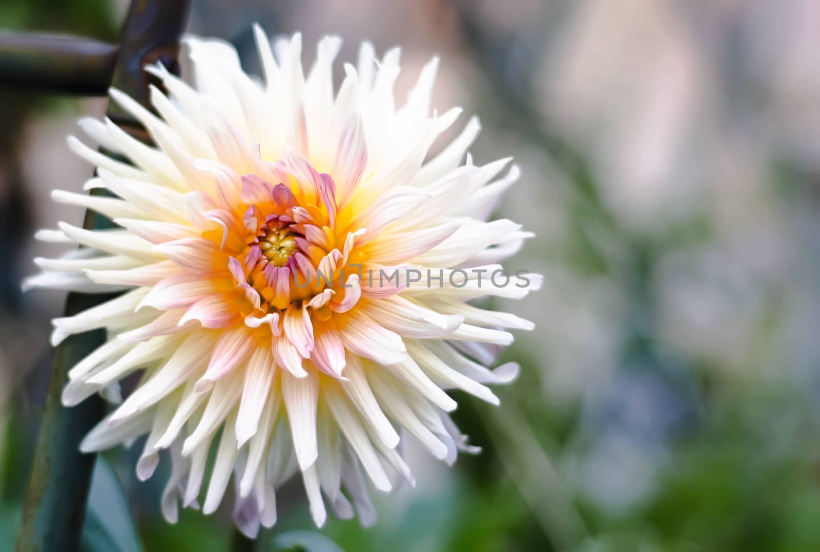 Close up of a white flowered dahlia. Gardening and botany