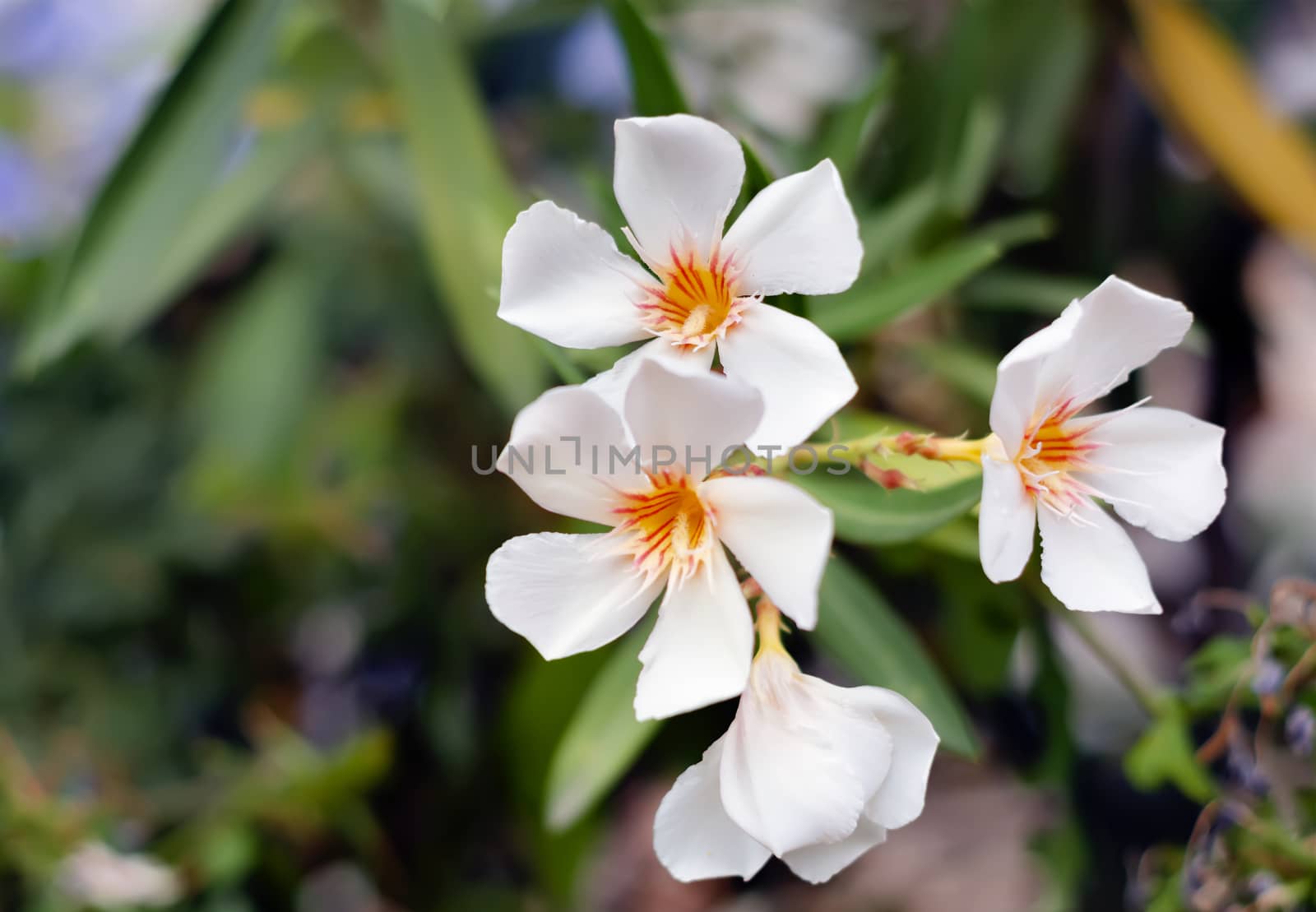 The white flower of an oleander plant by rarrarorro