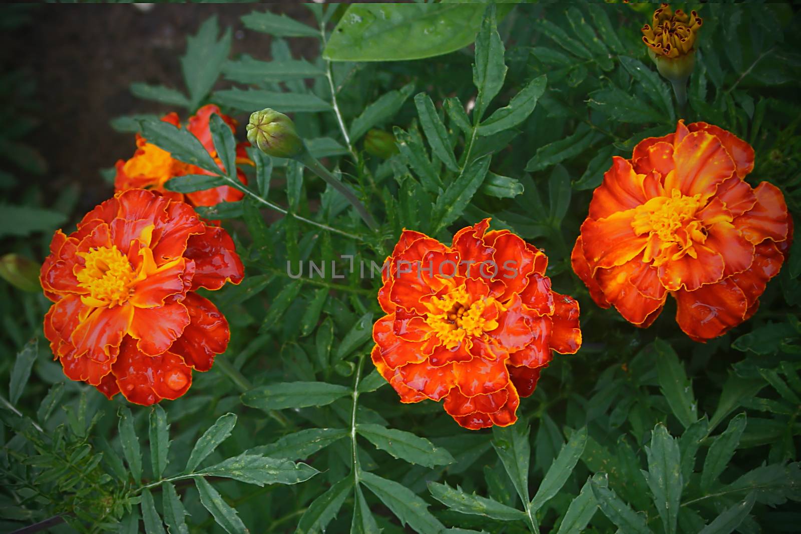 Marigold flowers close-up in the summer garden