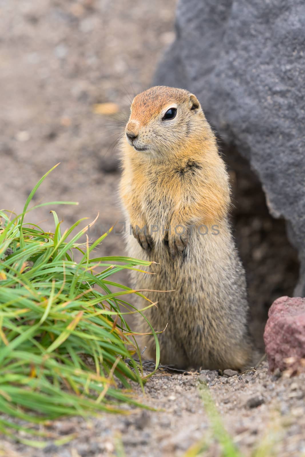 Curious arctic ground squirrel, carefully looking so as not to fall into jaws of predatory beasts. Wild animal of genus rodents of squirrel family by Alexander-Piragis