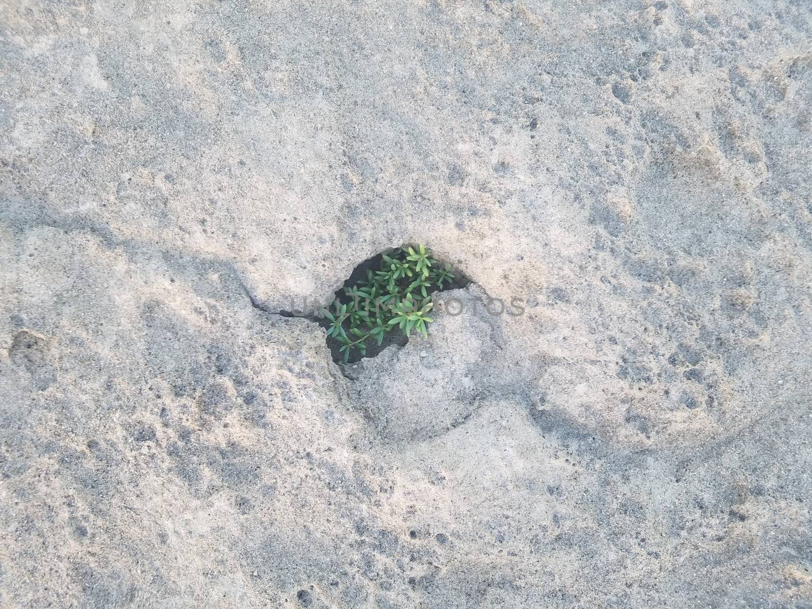 green plant growing in hole in rock at beach in Isabela, Puerto Rico by stockphotofan1