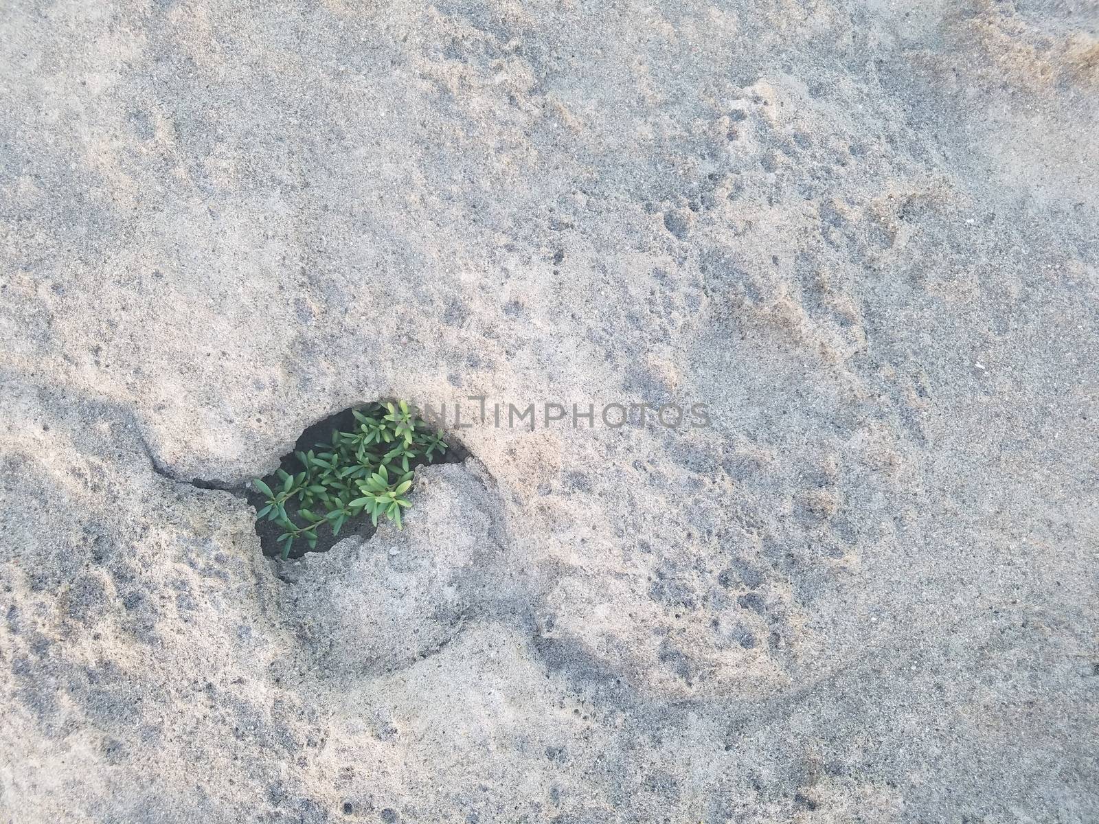 green plant growing in circular hole in rock at beach in Isabela, Puerto Rico