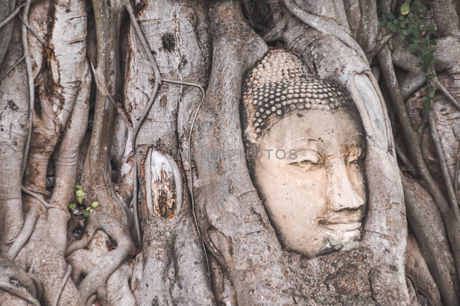 Buddha Head statue trapped in Bodhi Tree roots