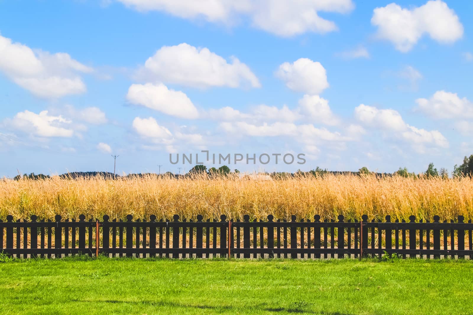 Beautiful summer rural landscape on a Sunny day with blue sky.