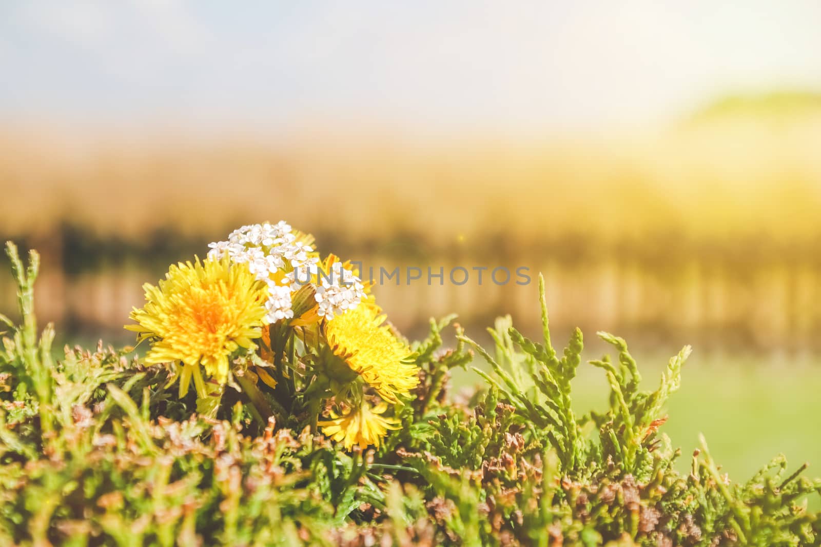 Yellow calendula and Daisy with soft nature background blue sky