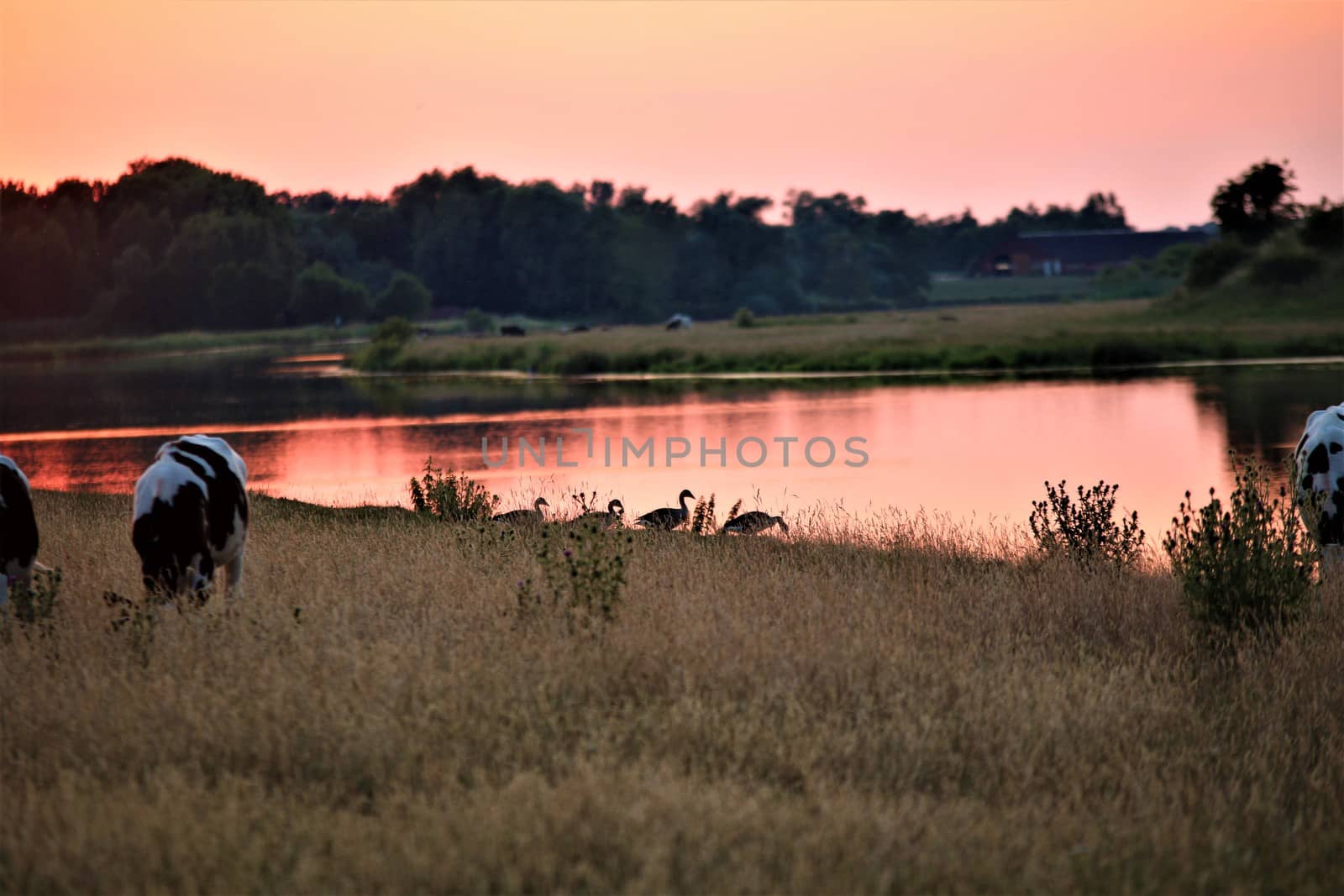 A sunset at a lake with cows on the pasture and ducks and trees on the bank of the lake by Luise123