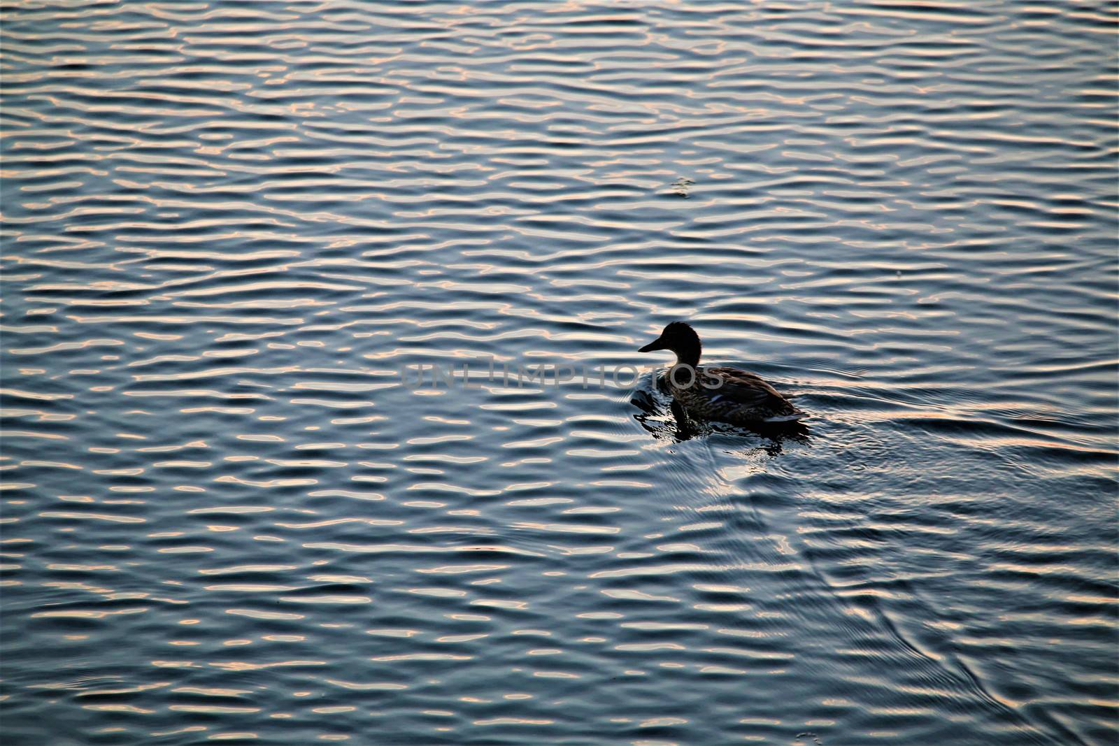 A duck during a great sunset swimming on a lake
