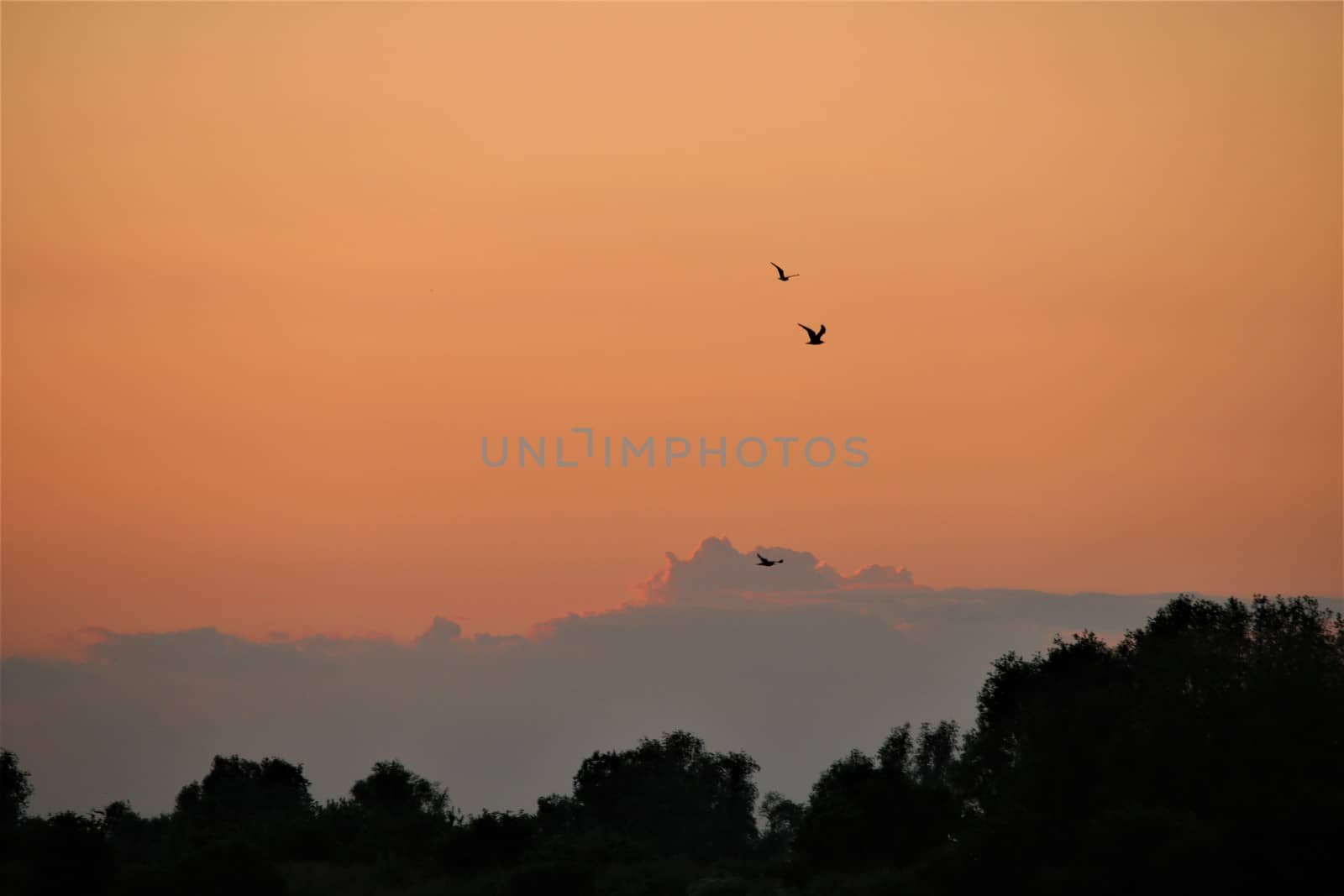 Seagulls,very small, against a beautiful red evening sky by Luise123