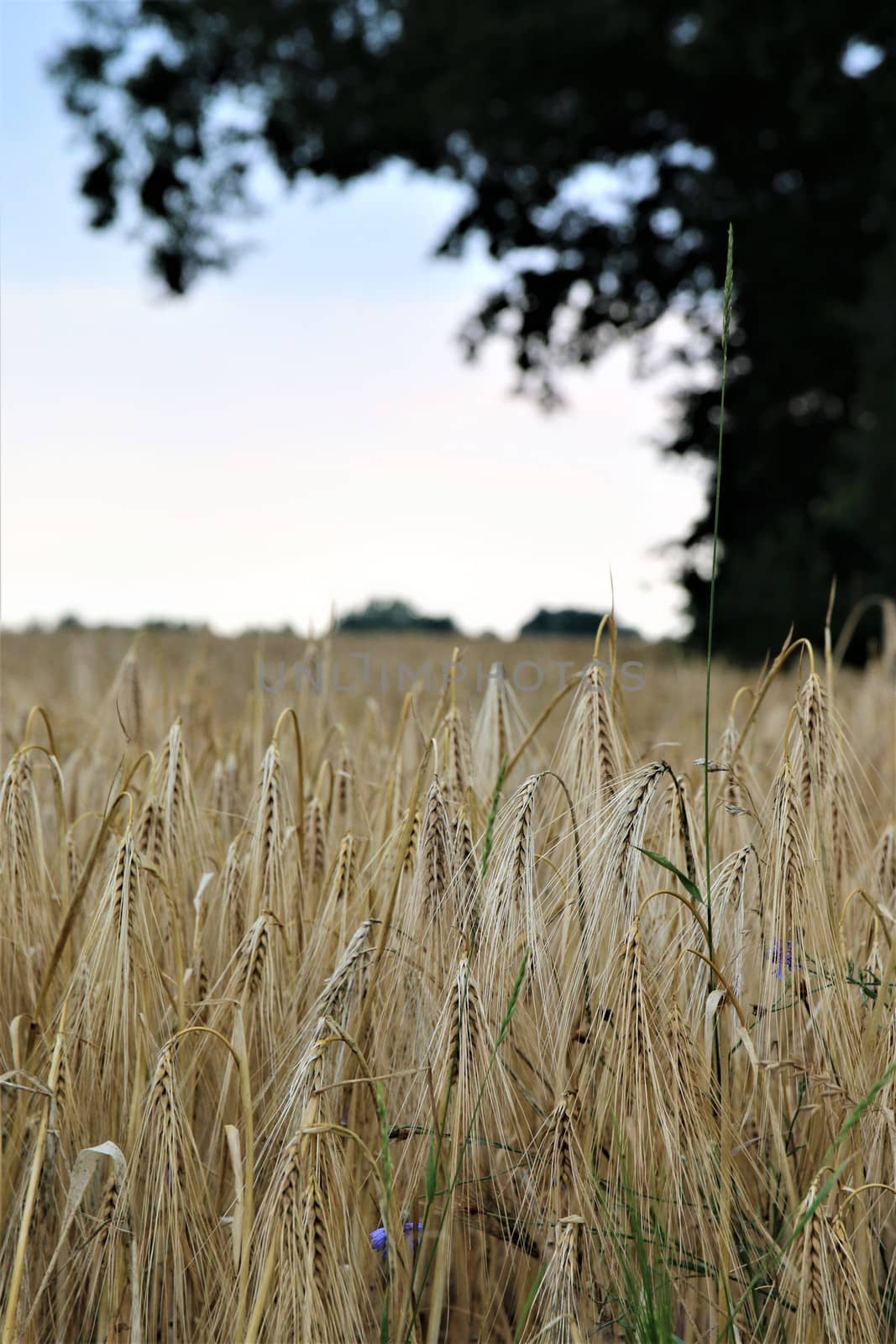 Barley in the field with trees on the right side by Luise123