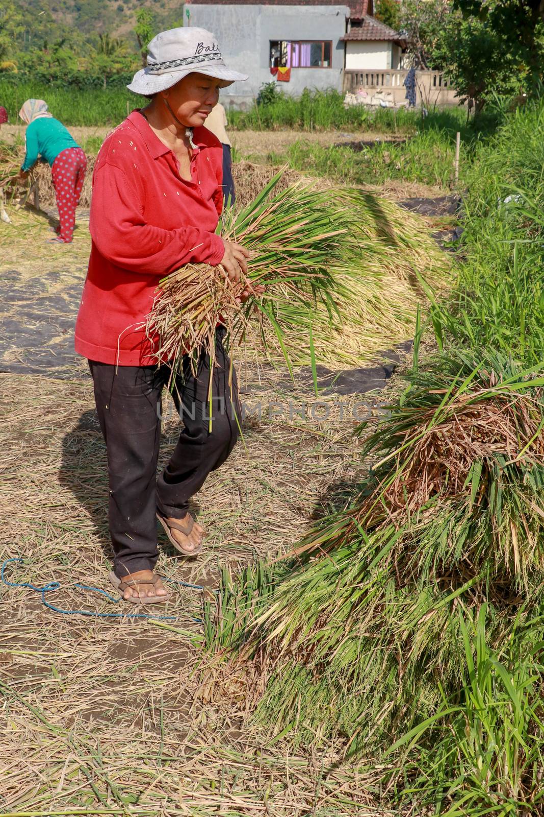 Female workers harvesting rice. Bali, Indonesia. Middle aged woman with white hat harvested rice.