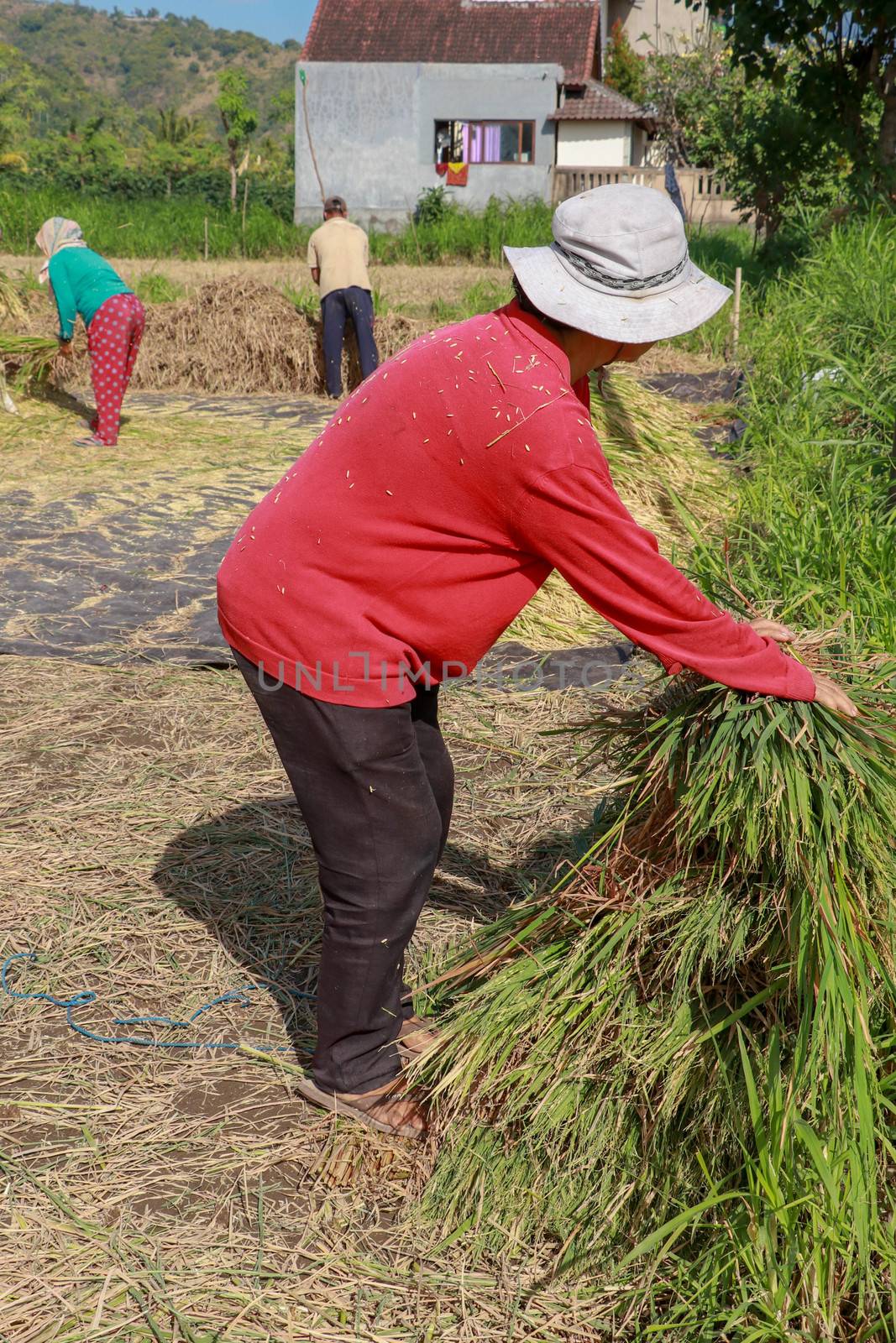 Female workers harvesting rice. Bali, Indonesia. Middle aged woman with white hat harvested rice.