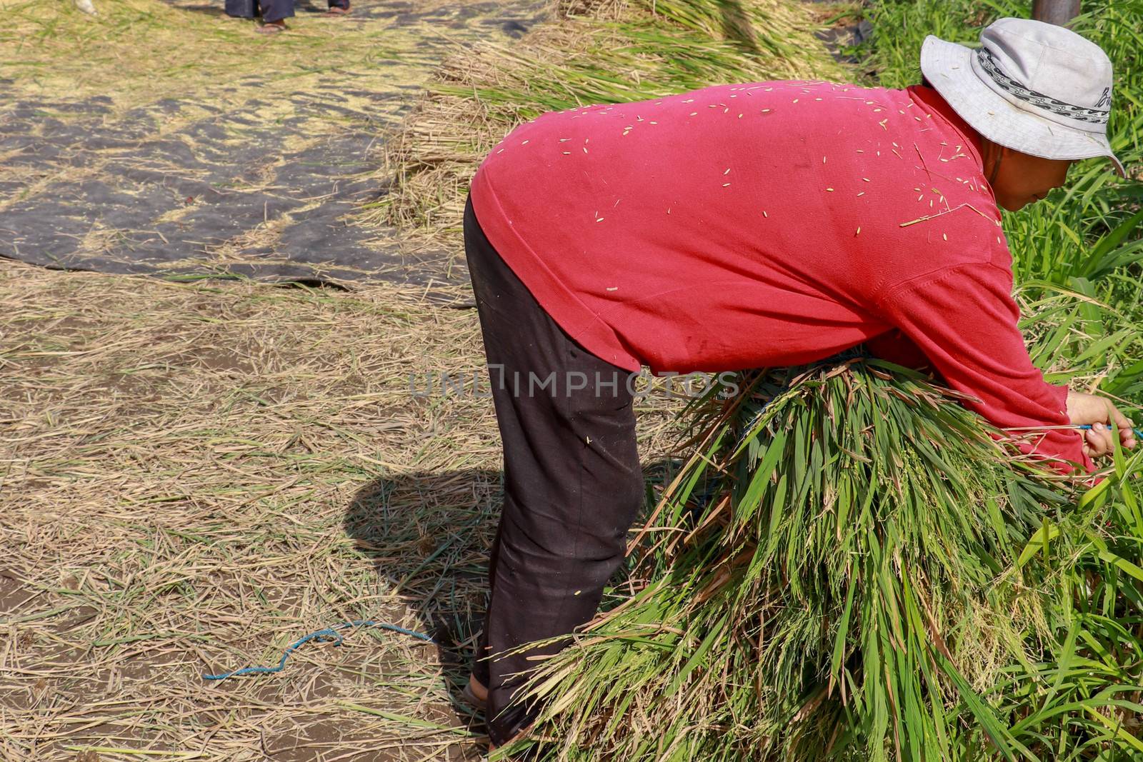 Female workers harvesting rice. Bali, Indonesia. Middle aged woman with white hat harvested rice.