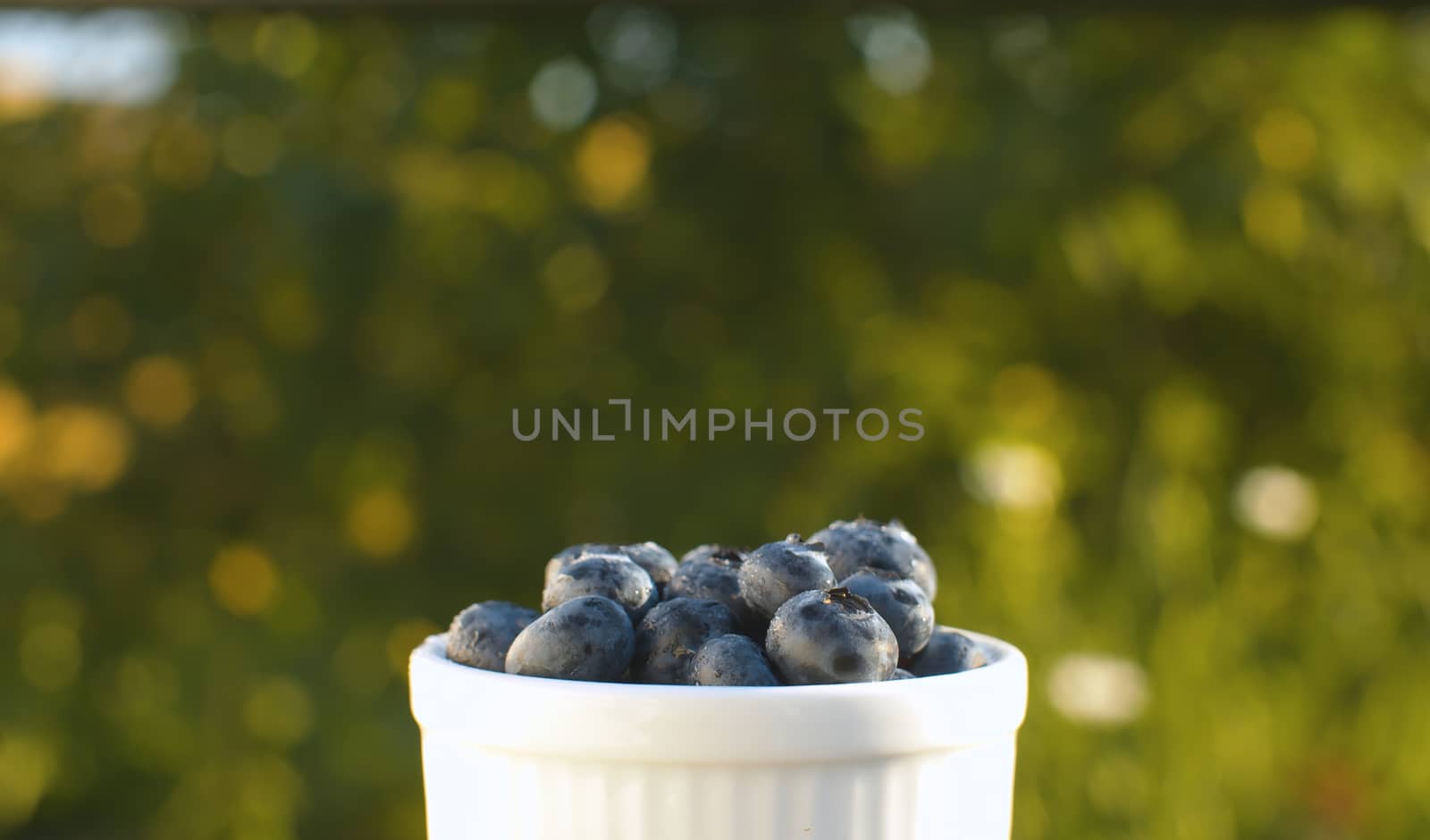Close up cup with blueberries in the garden on blurry green background. Macro shot. Harvesting. Fresh healthy food