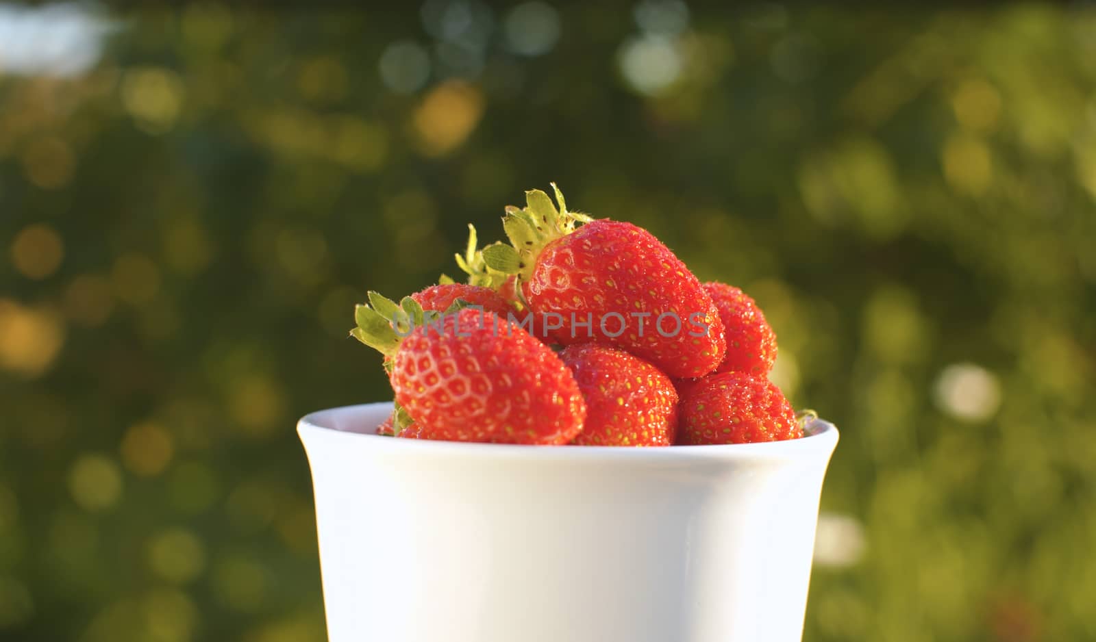 Close up cup with ripe strawberry in the garden on blurry green background. Macro shot. Harvesting. Fresh healthy food