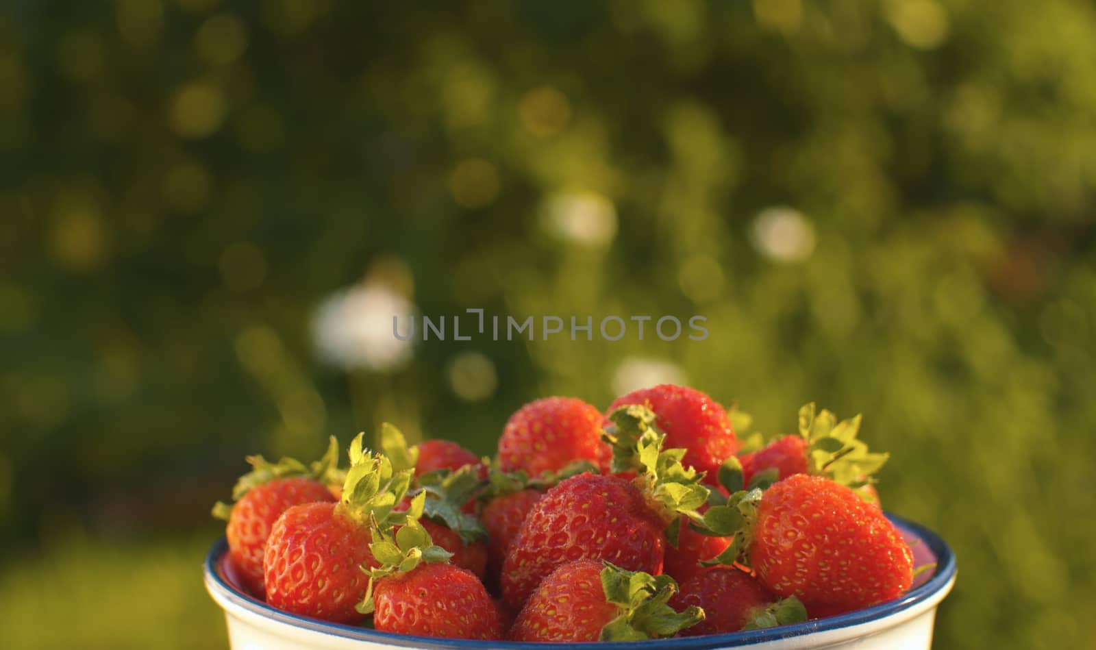 Fresh ripe strawberry in a bowl by Alize