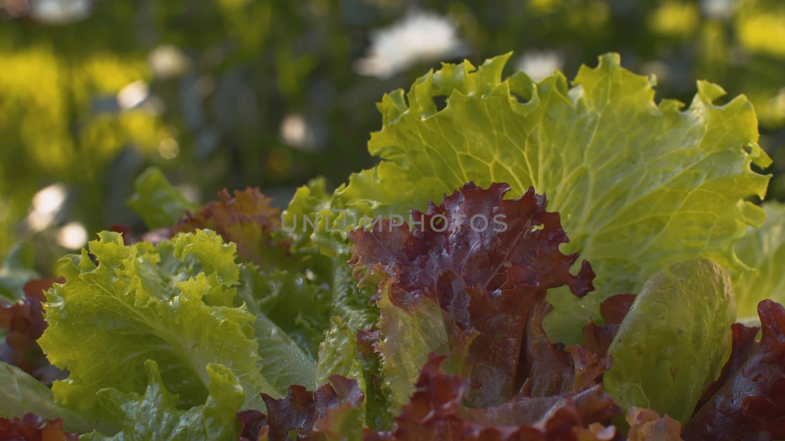 Close up green and red fresh lettuce on the table outdoors. Macro shooting food in a country farm. Healthy fresh food concept