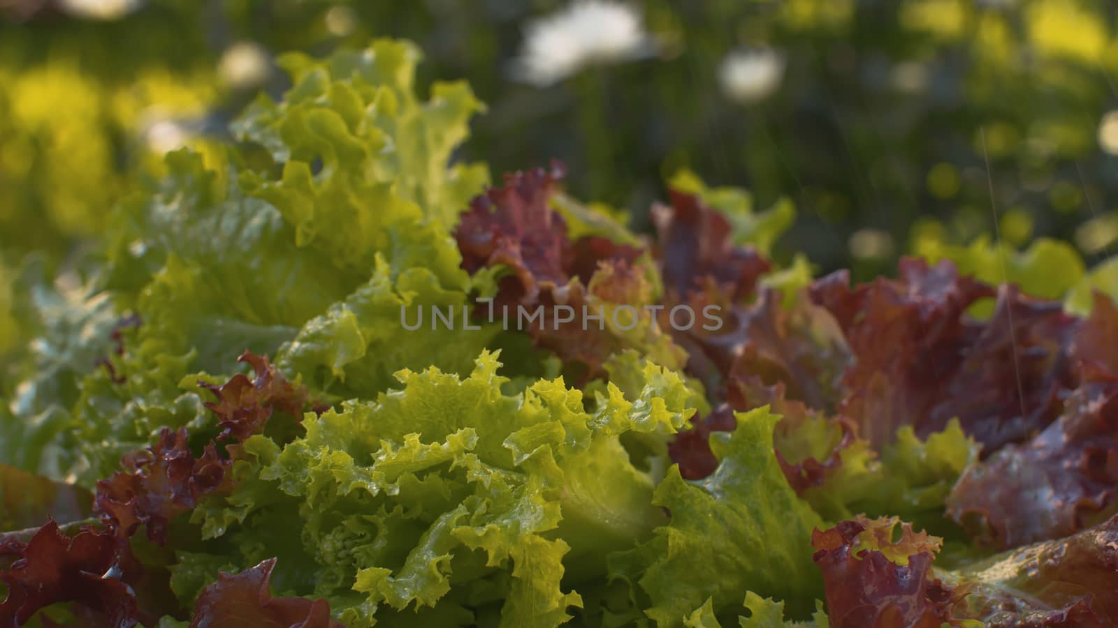 Close up fresh green and red lettuce on the table under the rain. Harvesting in a country farm. Healthy fresh food concept