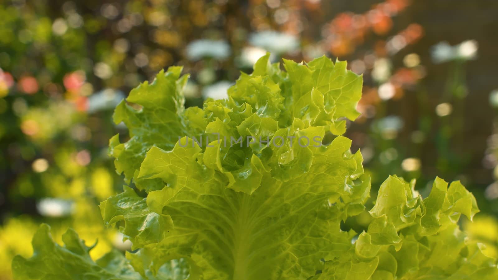 Close up green fresh lettuce on the table outdoors slowly rotating on blurry natural background. Macro shooting food in a country farm. Healthy fresh food concept