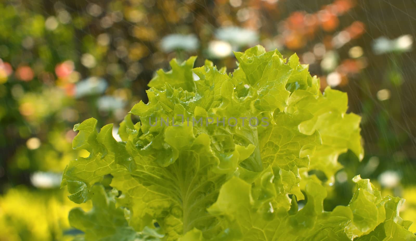 Close up green fresh lettuce on the table in water spray slowly rotating on blurry natural background. Macro shooting food in a country farm. Healthy fresh food concept